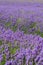 Lavender field with shallow depth of field