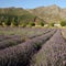 Lavender field in South Africa