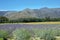 Lavender field in South Africa