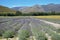 Lavender field in South Africa