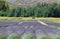 Lavender field in South Africa