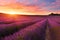 Lavender field in summer countryside,Provence,Franc