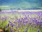 Lavender field in summer of Furano