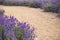 Lavender field in the summer. the path between the flowers bushes