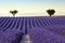 Lavender field summer sunset landscape