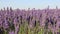 Lavender field sunny landscape with swaying in the wind flowers