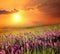 Lavender field at sunrise