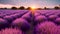 Lavender field during the sunrise beautiful landscape