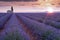 Lavender field at sunrise, full bloom purple flowers. Provence, France