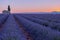 Lavender field at sunrise, full bloom purple flowers. Provence, France