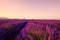 Lavender field on sunrise Provence France.