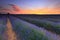 Lavender field sunset