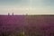 Lavender field at sunset backlit with walkers