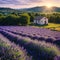 Lavender field at sunset. Beutiful blossoming lavender bushes rows with lonely farm house in the fileds