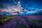 Lavender field at sunset. Lavender flower blooming scented fields in endless rows