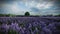 Lavender field and tractor passing at a Dutch windmill farm, panning