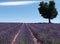 Lavender field with tree