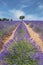 Lavender field with a tree holm oak an the background, row of plant starting in the foreground