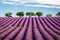 Lavender field with trees on horizon, Valensole, Provence, France