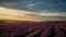 Lavender field under blue sky with clouds at sunset.