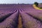 Lavender field in Valensole plateau, Provence
