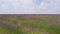 Lavender field in the Verdon regional natural park in France aerial view