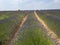 Lavender field in the Verdon regional natural park in France aerial view