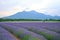 lavender field, with view of majestic mountain range in the background