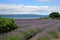 lavender field with view of the ocean, ideal for peaceful meditation