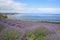 lavender field with view of the ocean, ideal for peaceful meditation