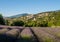 A lavender field with the village of Aurel beyond, the Vaucluse, Provence