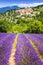 Lavender field and village, France.