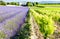 lavender field with vineyard, Drome Department, Rhone-Alpes, Fra