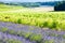 lavender field with vineyards, Drome Department, Rhone-Alpes, Fr