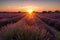 lavender field vista, with sun setting over the horizon