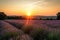 lavender field vista, with sun setting over the horizon