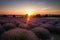 lavender field vista, with sun setting over the horizon