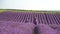 Lavender, field, walking - two lady in violet dress, traverse purple blossoms, vast open space, daylight, nature beauty