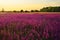 Lavender field. Wild-groving lavender violet flowers..Large purple meadow. Summer blooming landscape at the sunset. Landscape wall