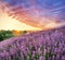 Lavender field and wonderful beautiful cloudy sky at sunrise. Beautiful nature background