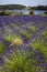 Lavender Field - Yorkshire - United Kingdom