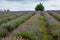 Lavender Fields