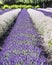 The Lavender Fields of Anacortes, Washington.