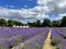 Lavender fields at Banstead, United Kingdom.