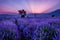 Lavender fields. Beautiful image of lavender field. Summer sunset landscape, contrasting colors.