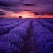 Lavender fields. Beautiful image of lavender field. Summer sunset landscape, contrasting colors.