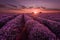 Lavender fields. Beautiful image of lavender field. Summer sunset landscape, contrasting colors. Dark clouds, dramatic sunset.