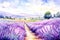 Lavender fields in bloom self care background