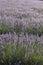 Lavender fields blooming