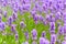 Lavender fields in close up detail, wild purple lavender flowers growing outside